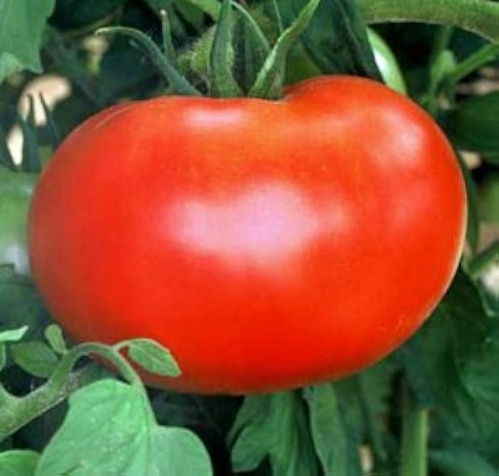 Dutchman (tomato) for planting in garden
